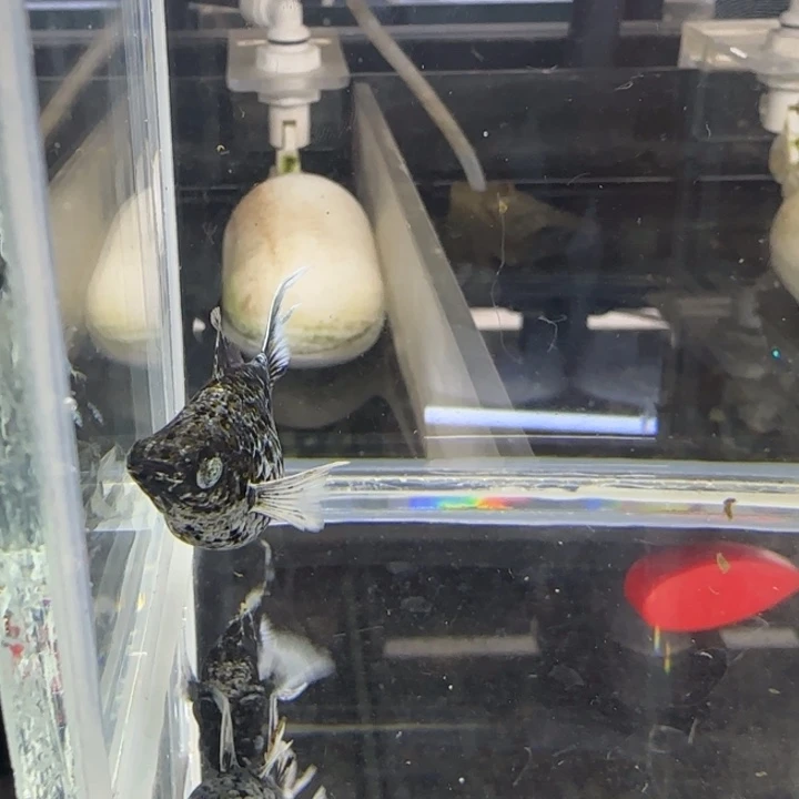 孔雀鱼原线钻眼电镀一对