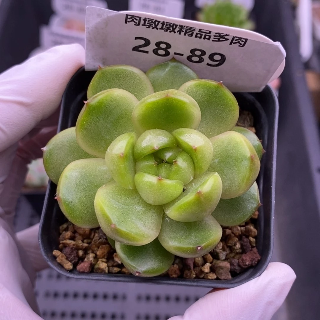 【闪购商品】28-89莱拉