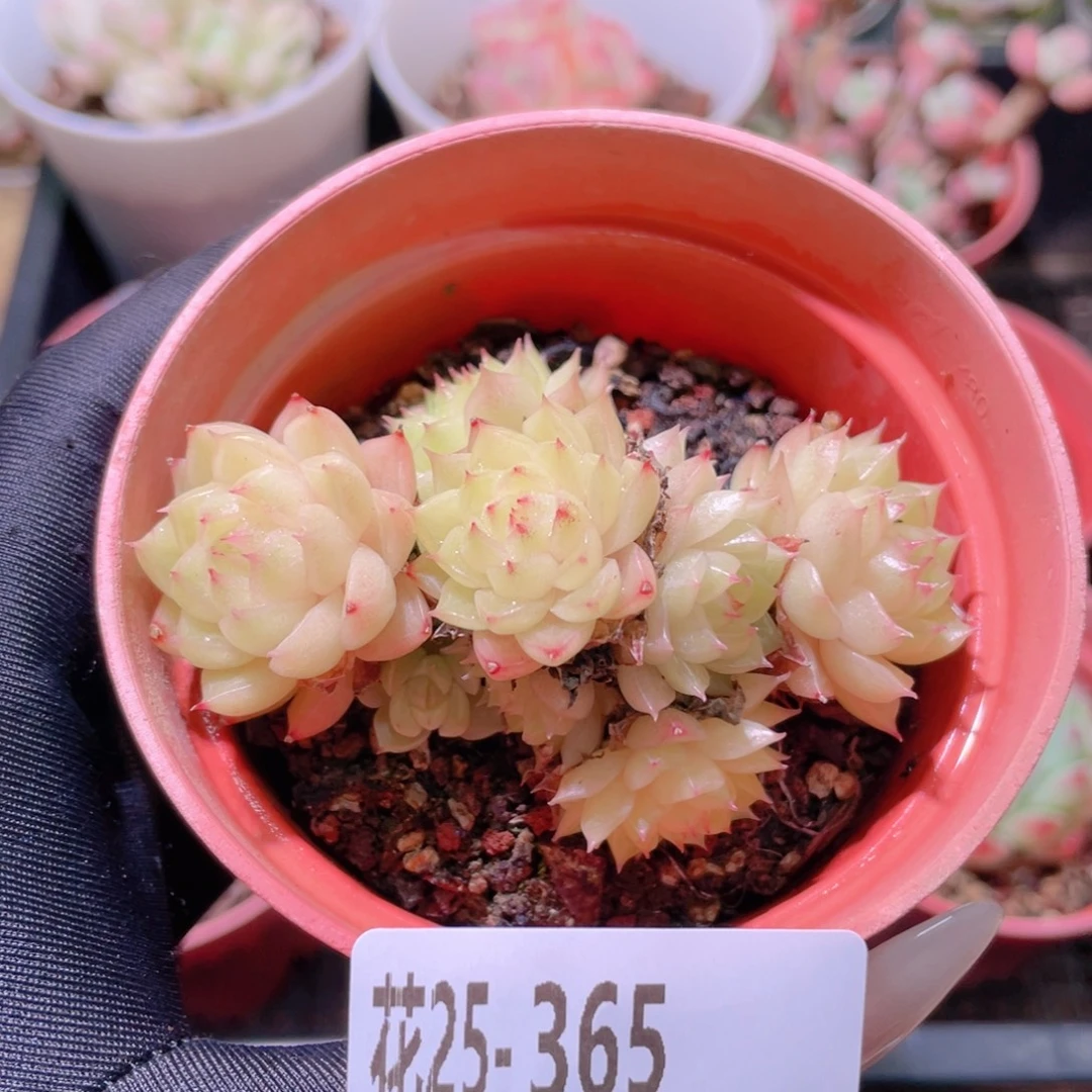 花利美25-365麦秆