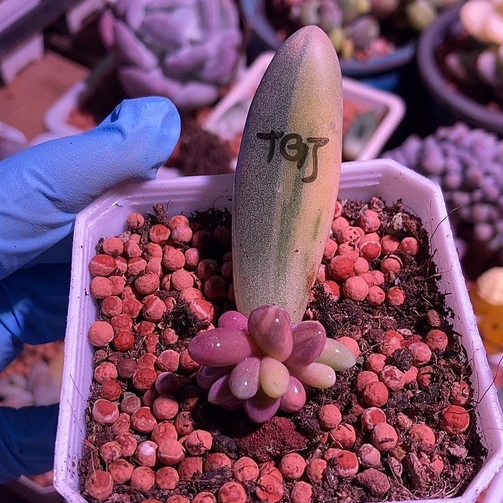 糖果美人锦多肉植物