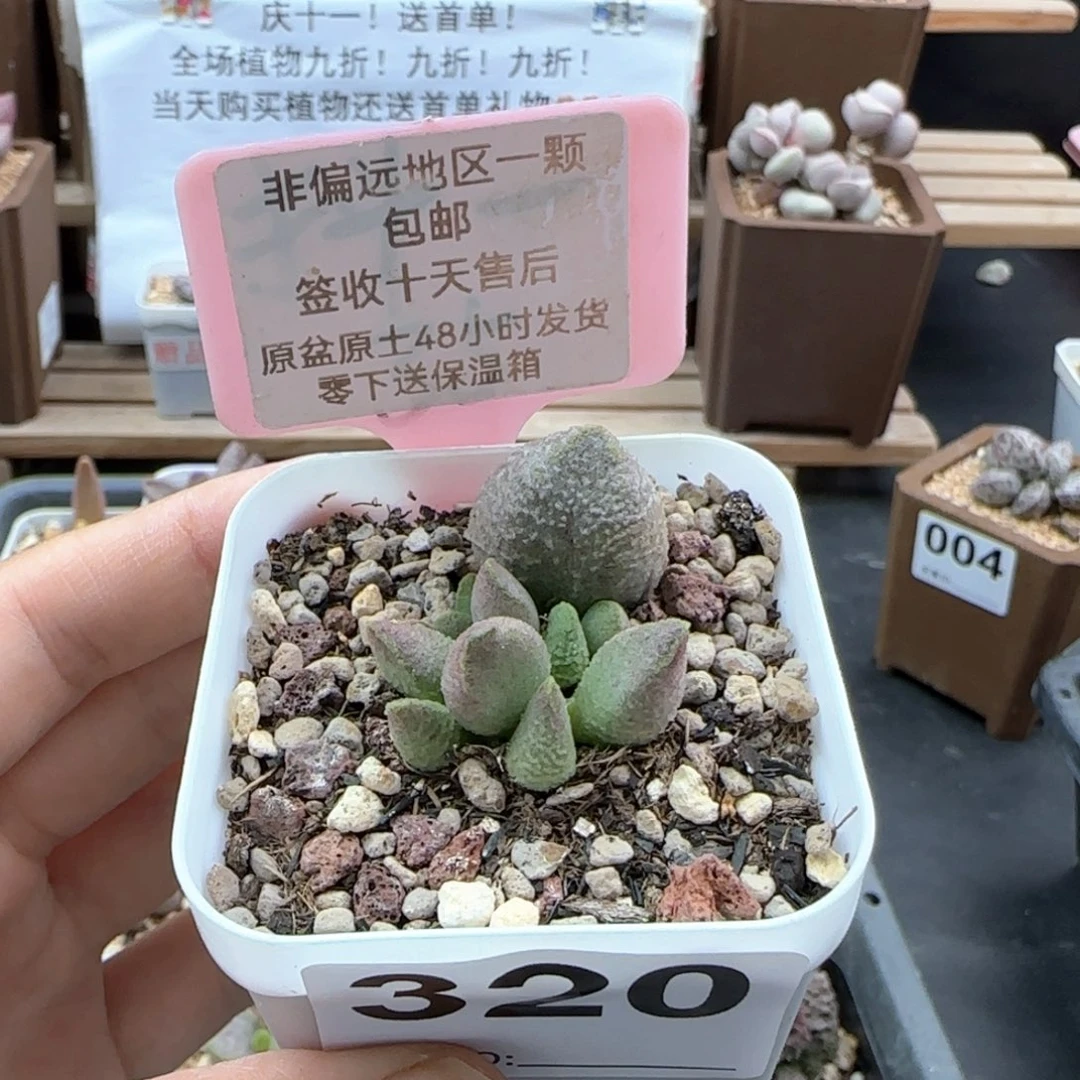 320双子座多肉植物
