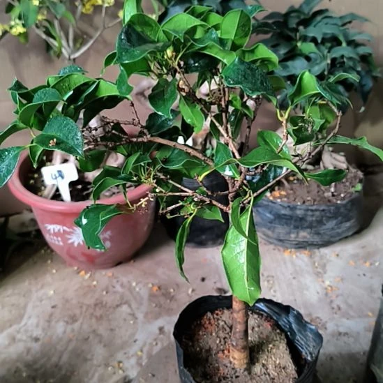 小***荣完全开放八月桂金边