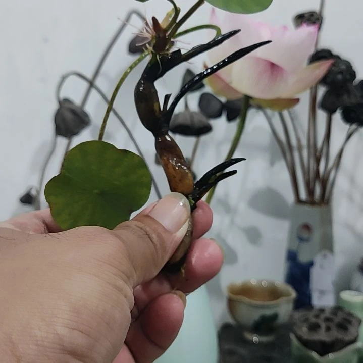 当前无花栽培后可以开花☆武陵幻彩1支（无售后）