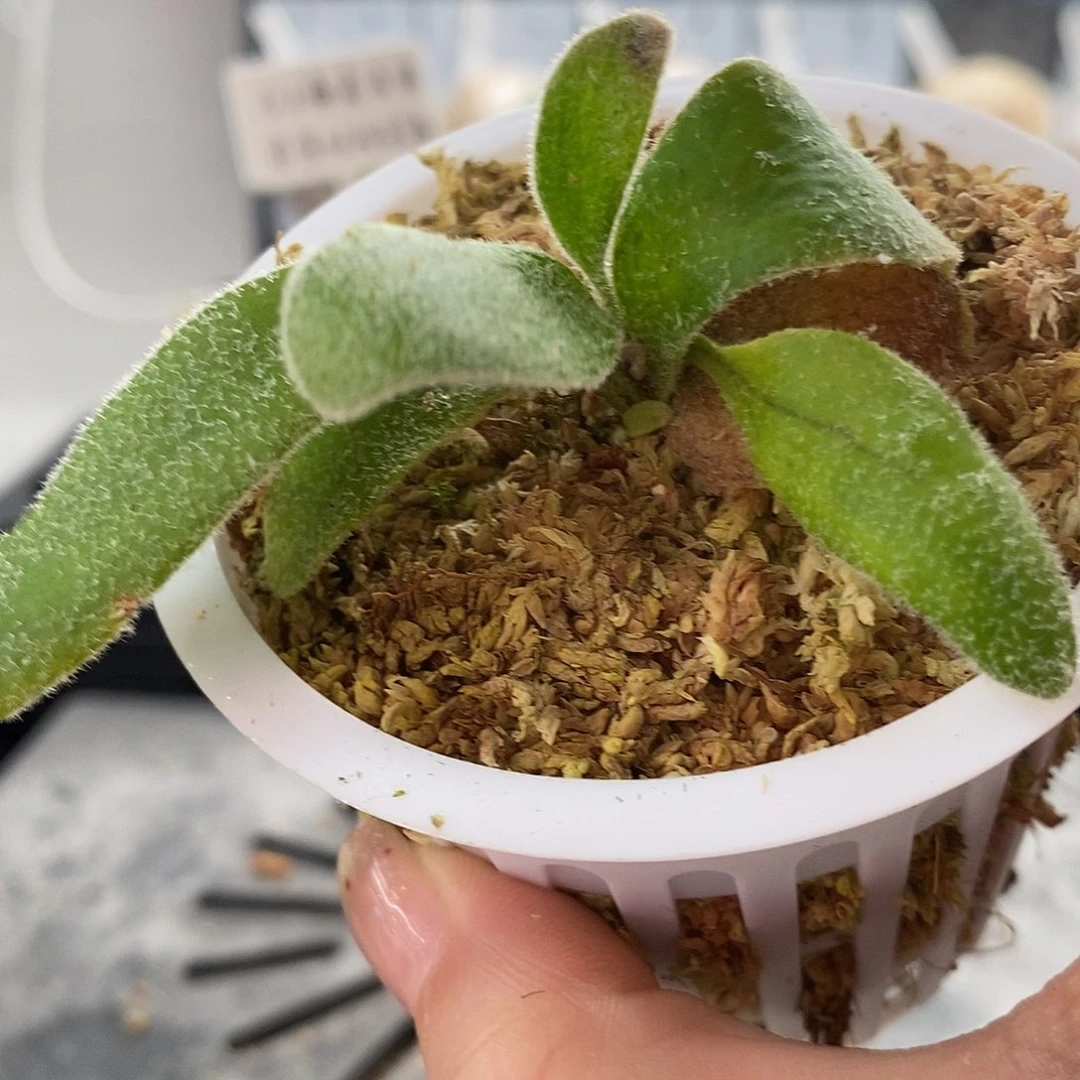 无花朵北猴鹿角蕨