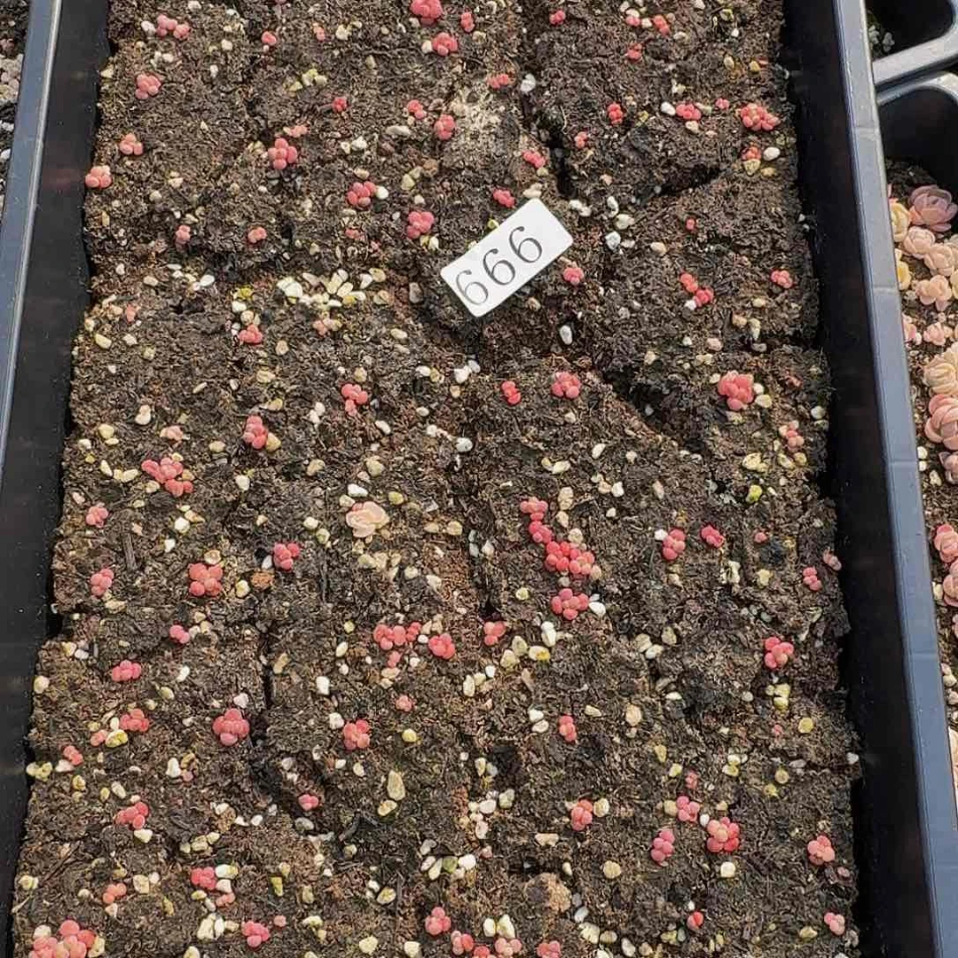 我**淋多肉植物多肉植物666
