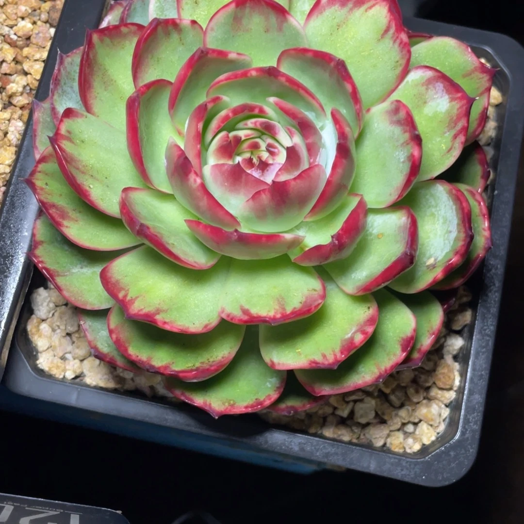 惊鸿仙子冠服16左右