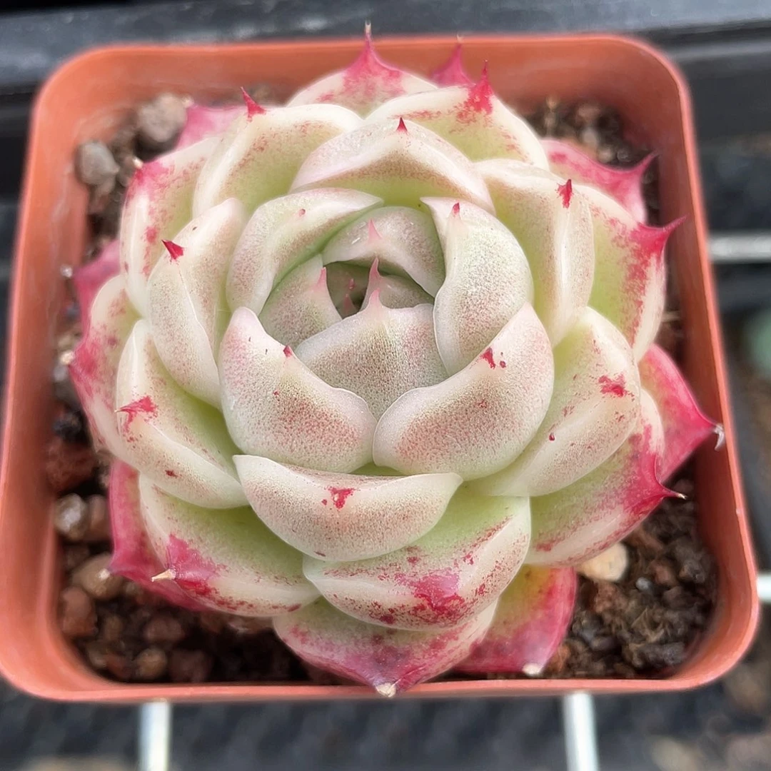 优选麦秆福利729