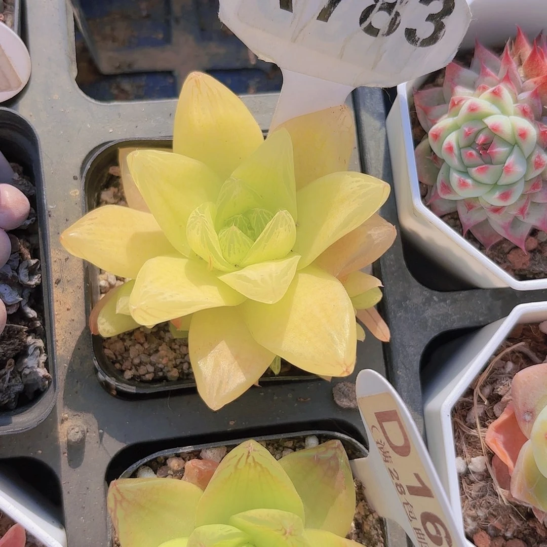 D167黄金茅草一物一拍