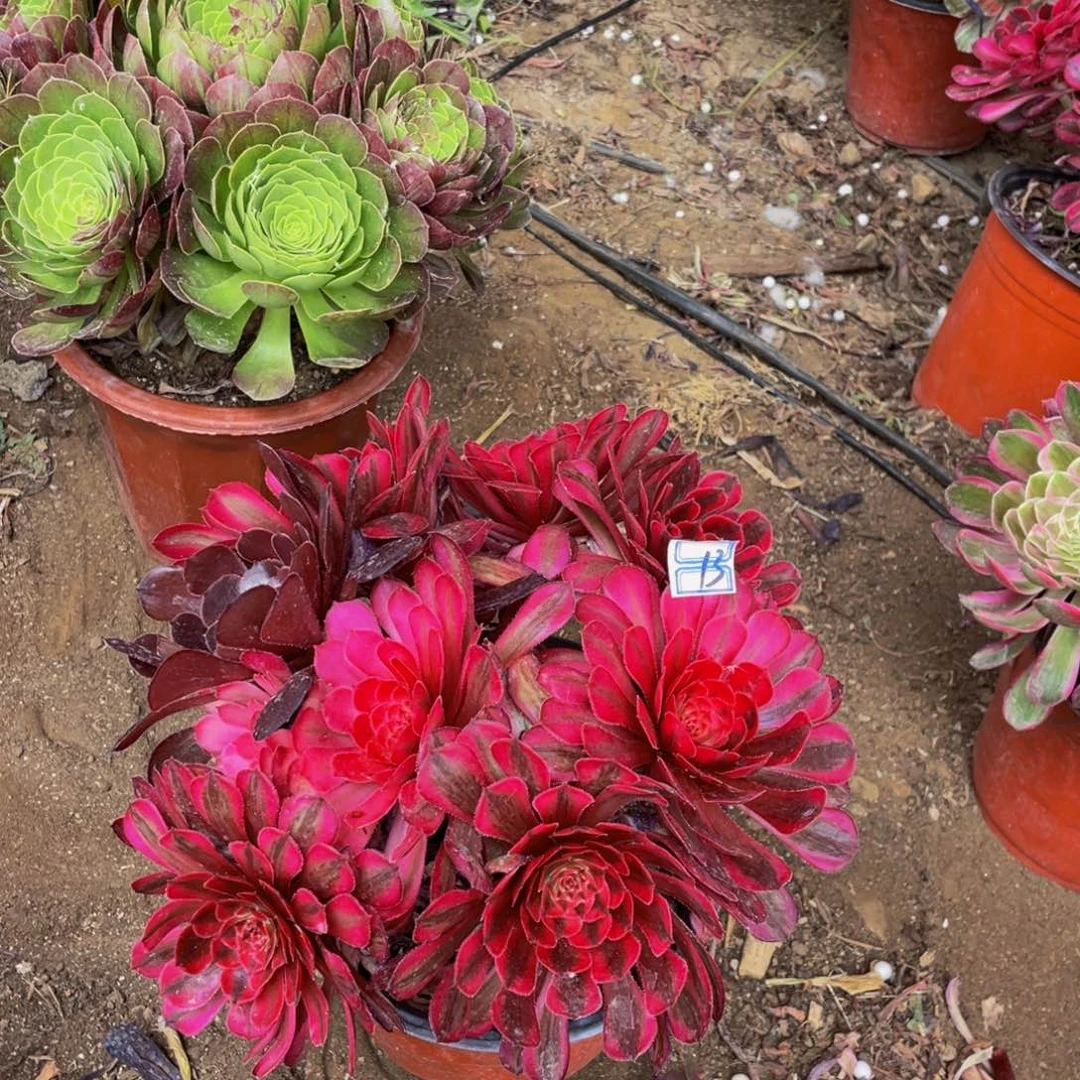 白月光13鲜花鲜花