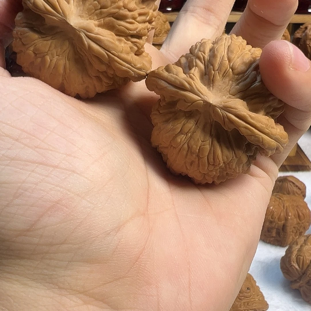 旧***梦白狮子 球白特别好看