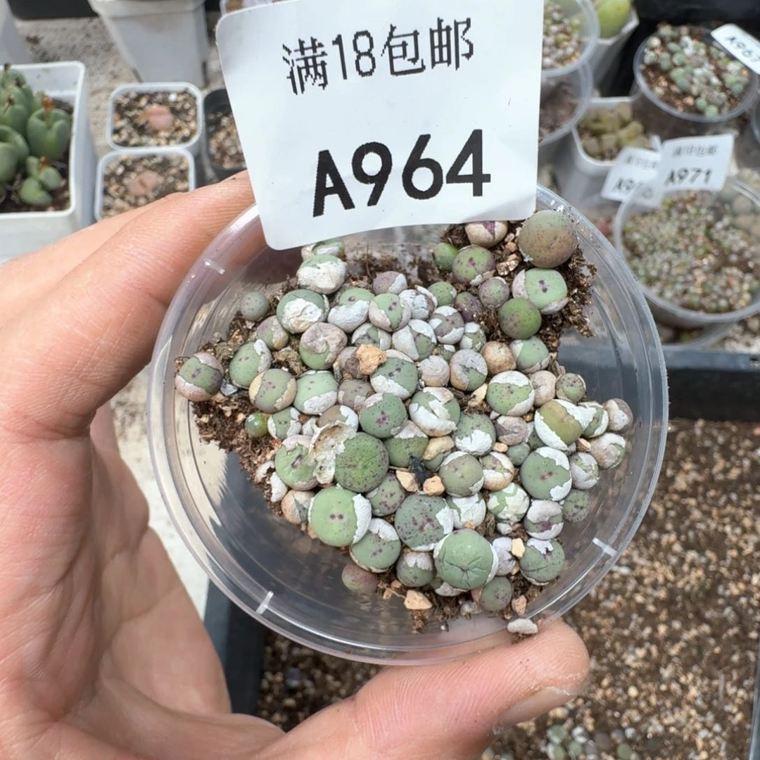 A964  小红嘴一盒尺寸不大
