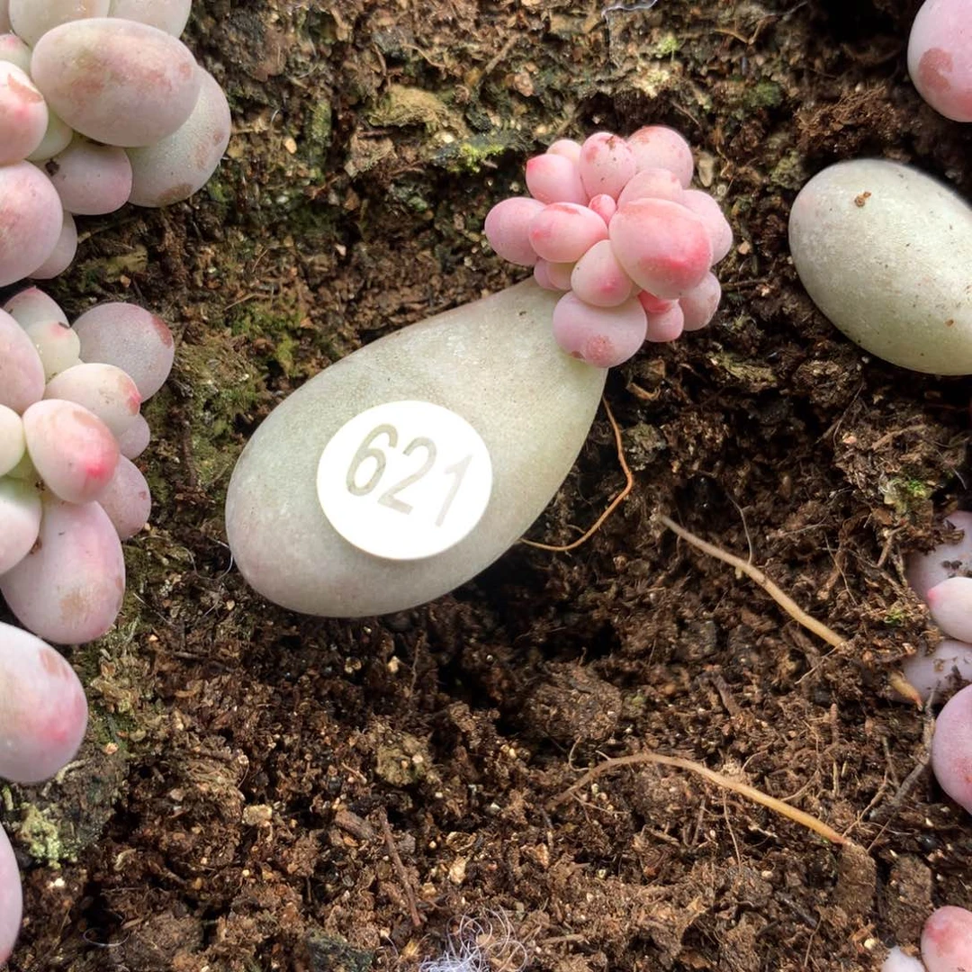 621 彩虹奶酪多肉