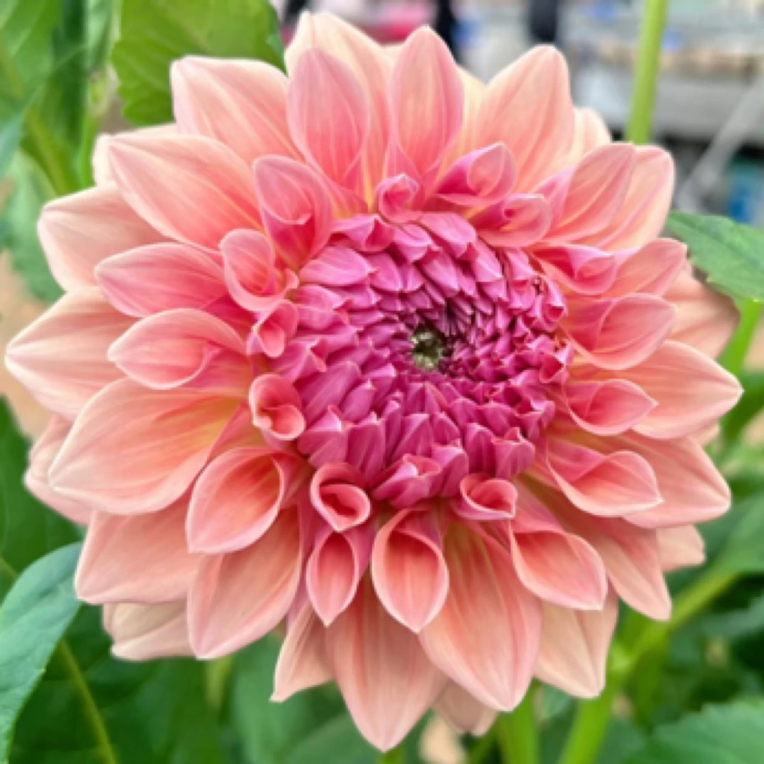 新品【甜蜜纳塔莉】大丽花重瓣大花进口整坨