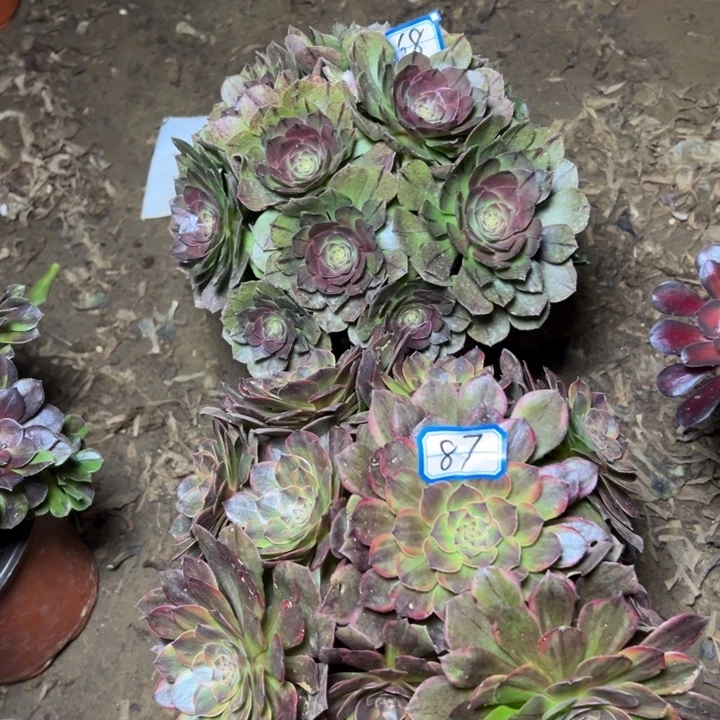 多肉植物断枝不包87