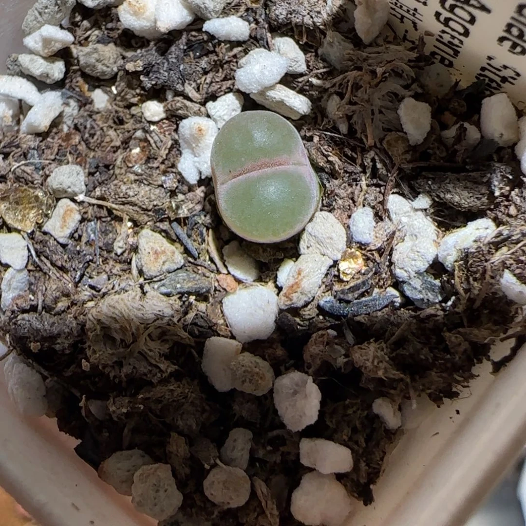 肉锥多肉植物组合-安格1406