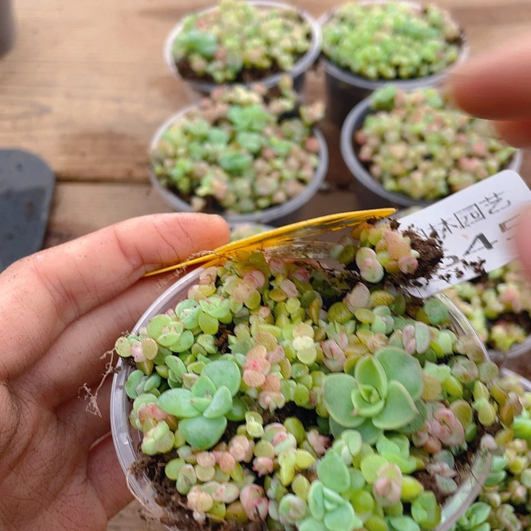 量拍多肉植物多肉植物645