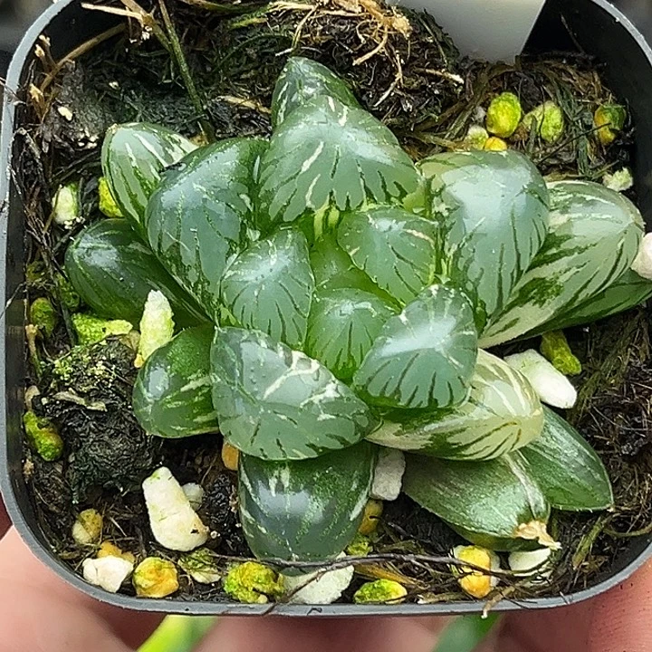 14潘氏冰灯玉露锦