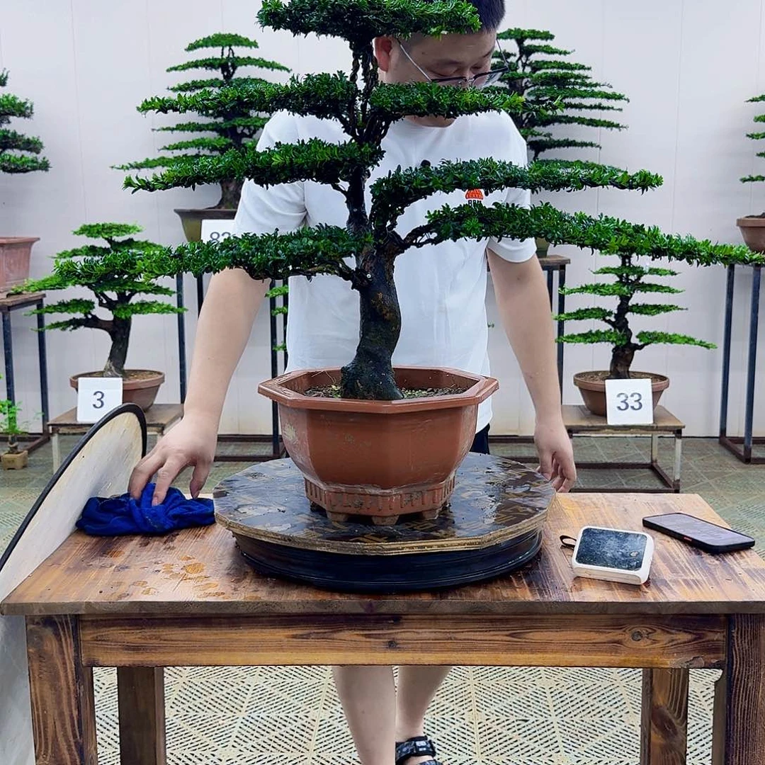 无花朵红芽罗汉松造型盆景塑料盆