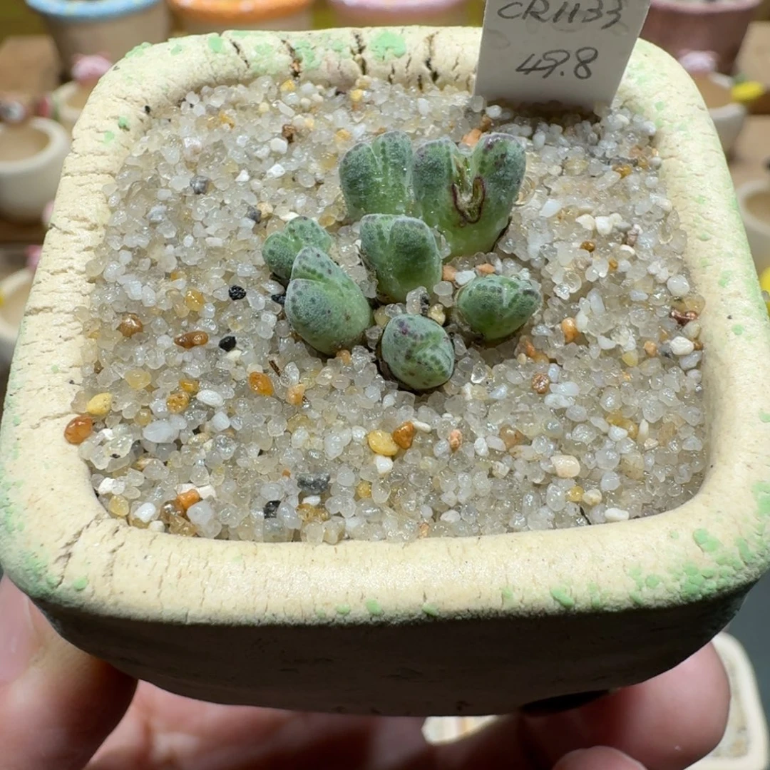 蘑菇1195原始斑马多肉植物