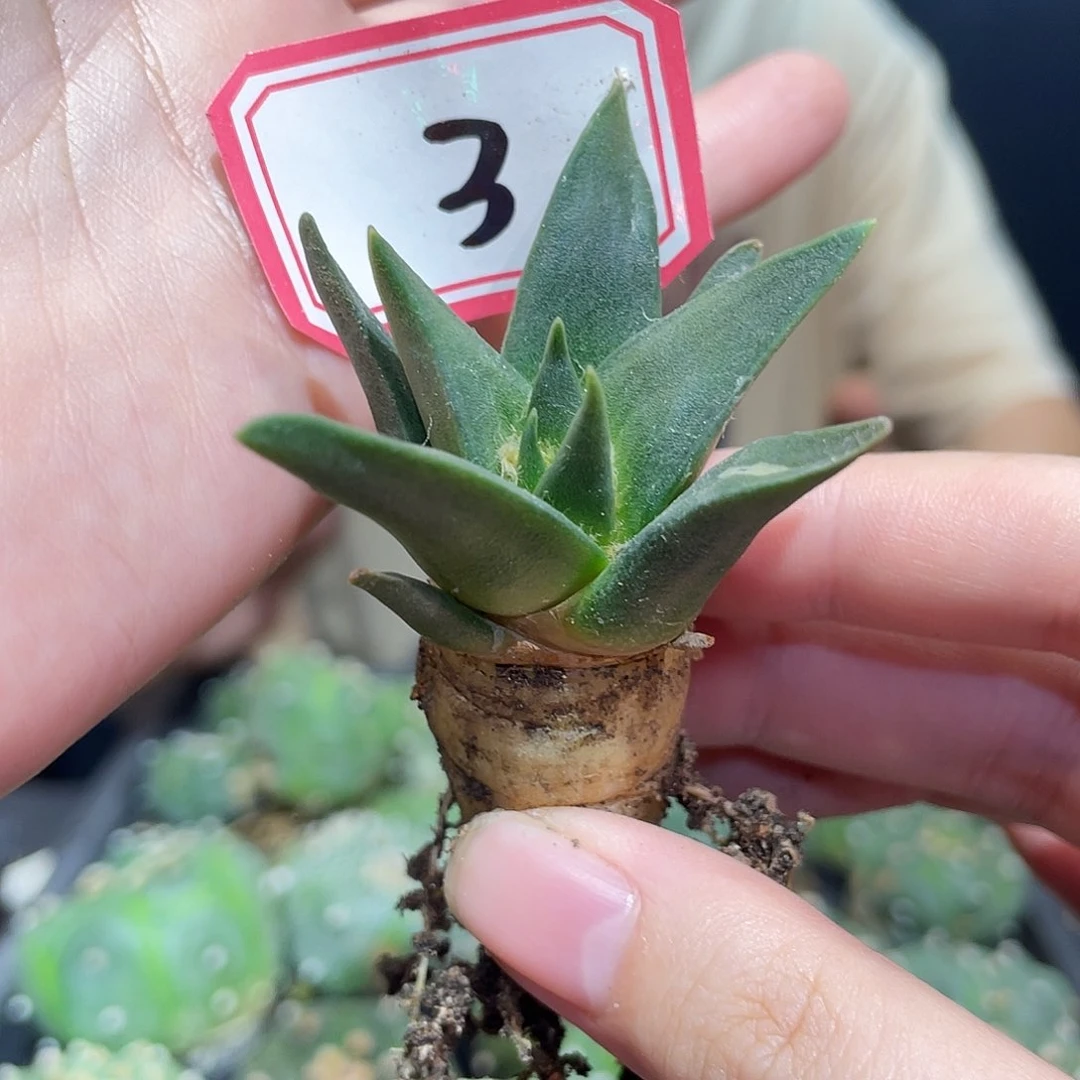 3号实生龙牙牡丹萝卜根