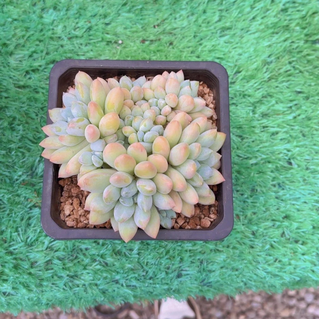 奶糖多肉植物 0000