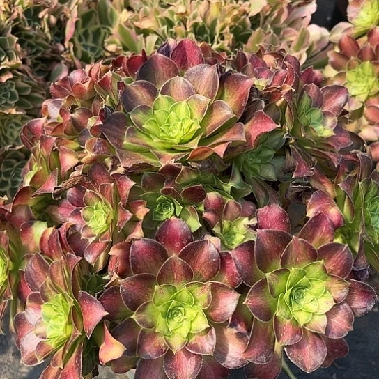 多肉植物大韶华锦70