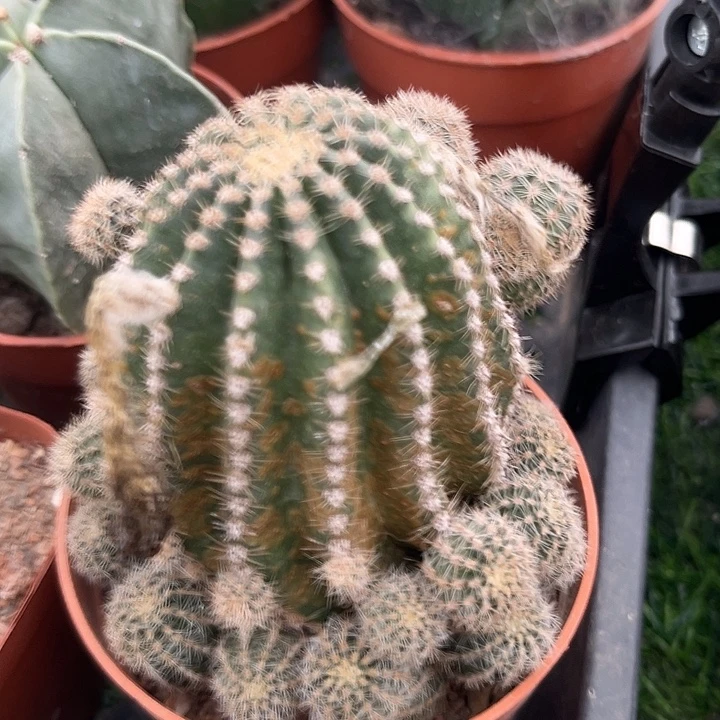 黑金刚Zzzzzzzzzzzzzzzzzz