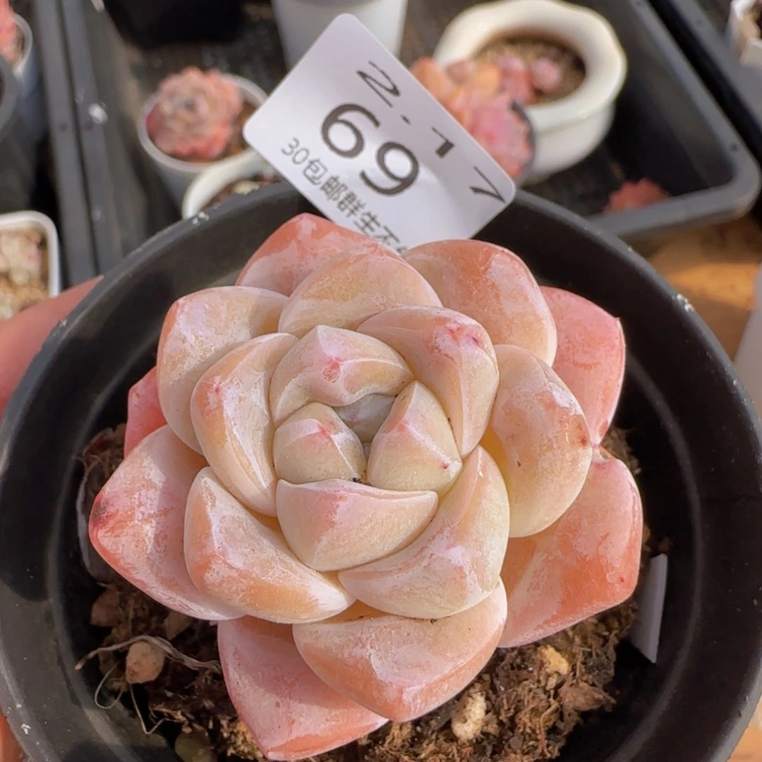 单头老桩冰玉一颗脱土发货