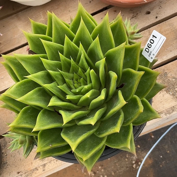 若如东云单拍D601