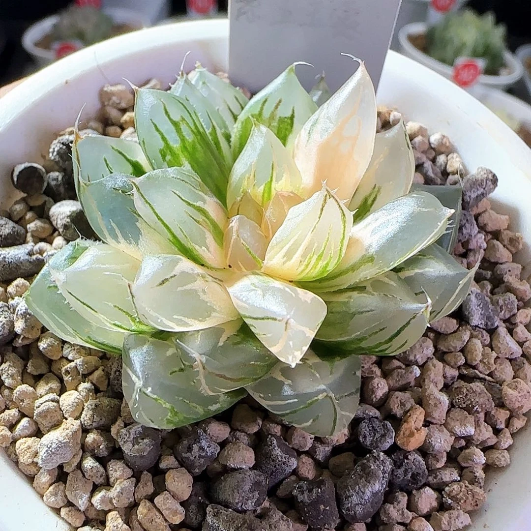 326号霓虹灯一物一拍带盆土