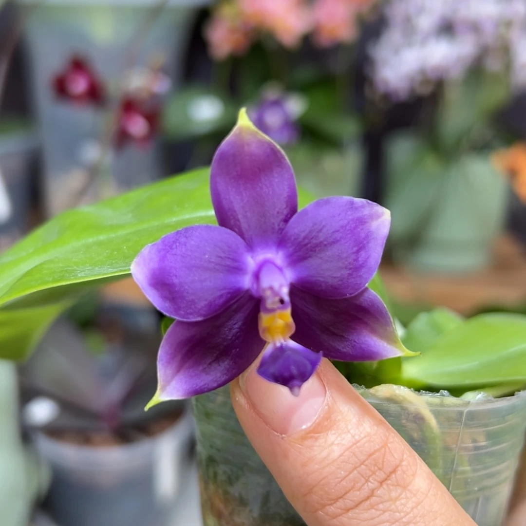 大部分花苞少量开放