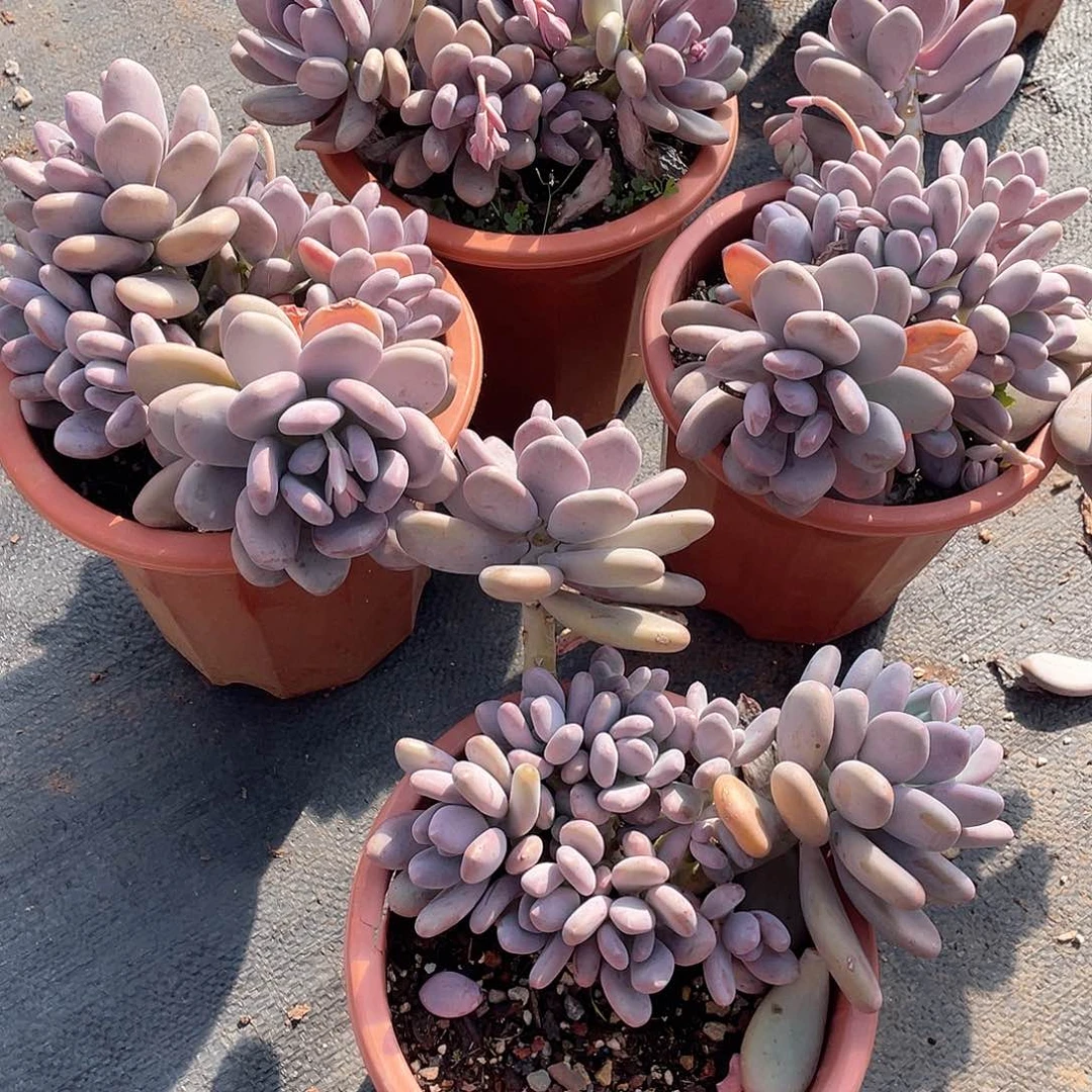 桃美人9.9米  量拍多肉