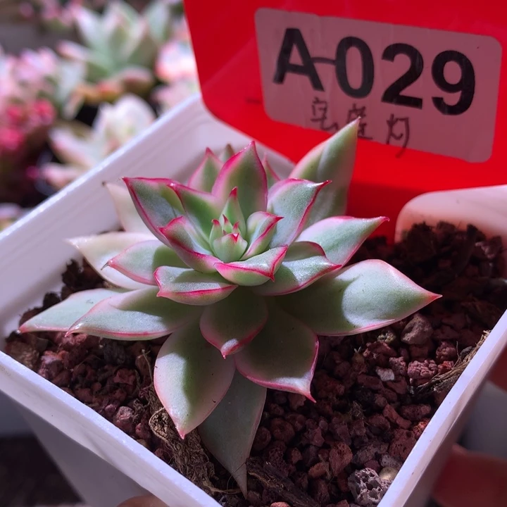 宝莲灯覆轮锦有根