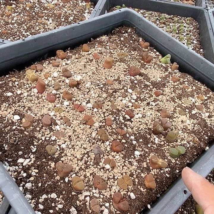 24596一筐风铃有伤