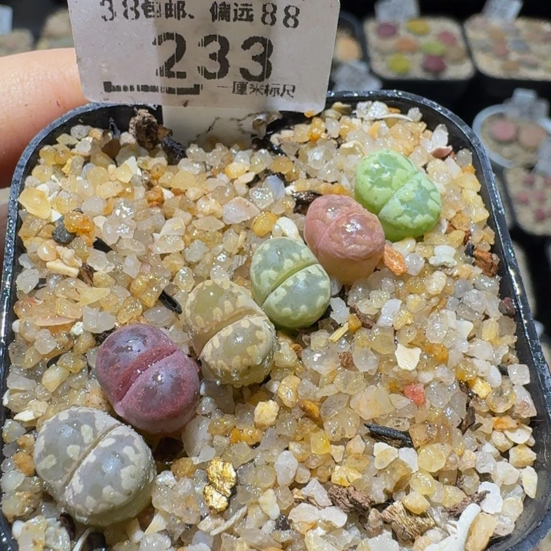糖***浅Ssss精品生石花233