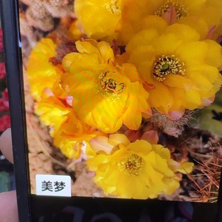 32白檀美梦2个无根侧牙小，20包邮