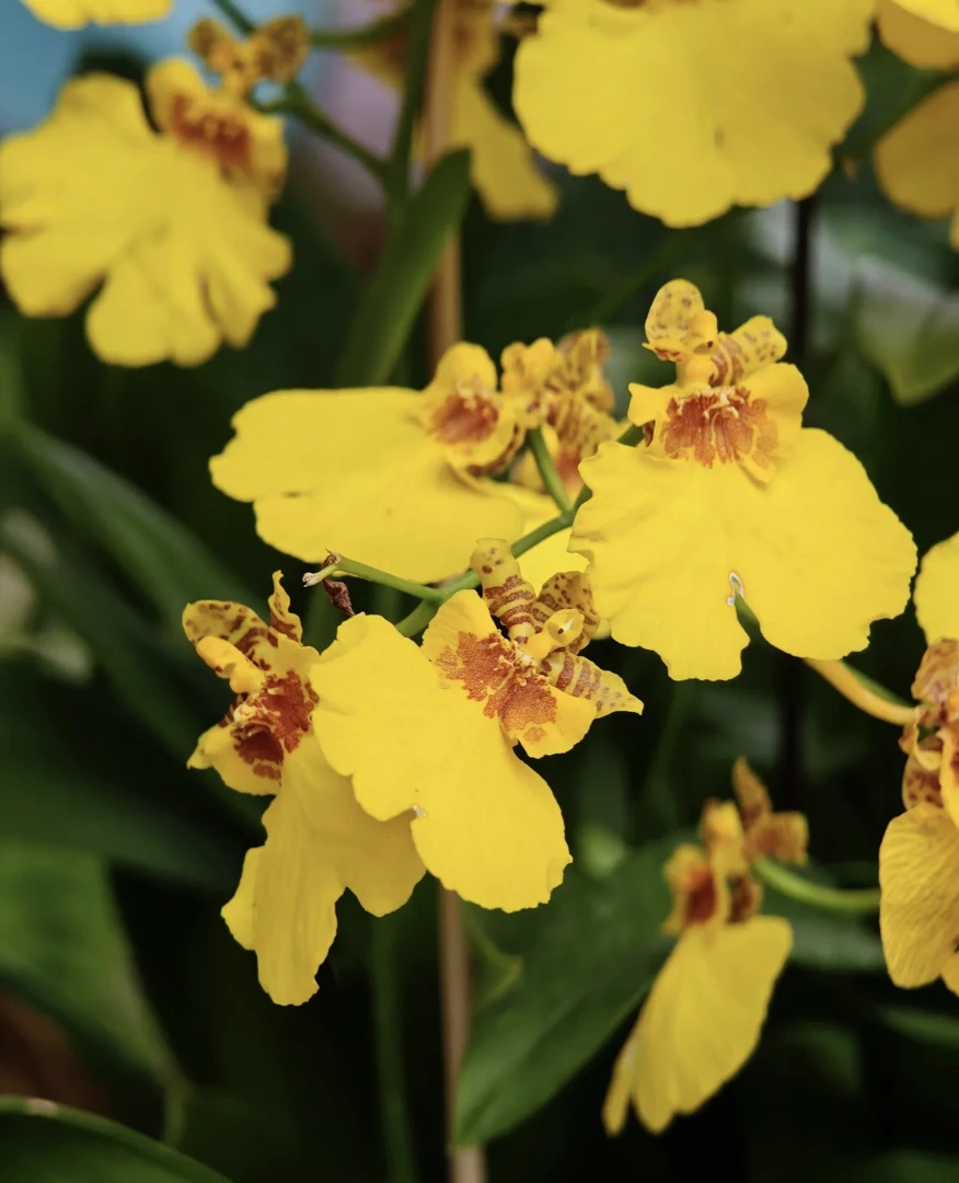 黄色跳舞兰 黄花花期长室内阳台植物 云南鲜花绿植