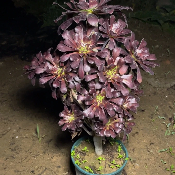 23墨法师多肉多肉植物