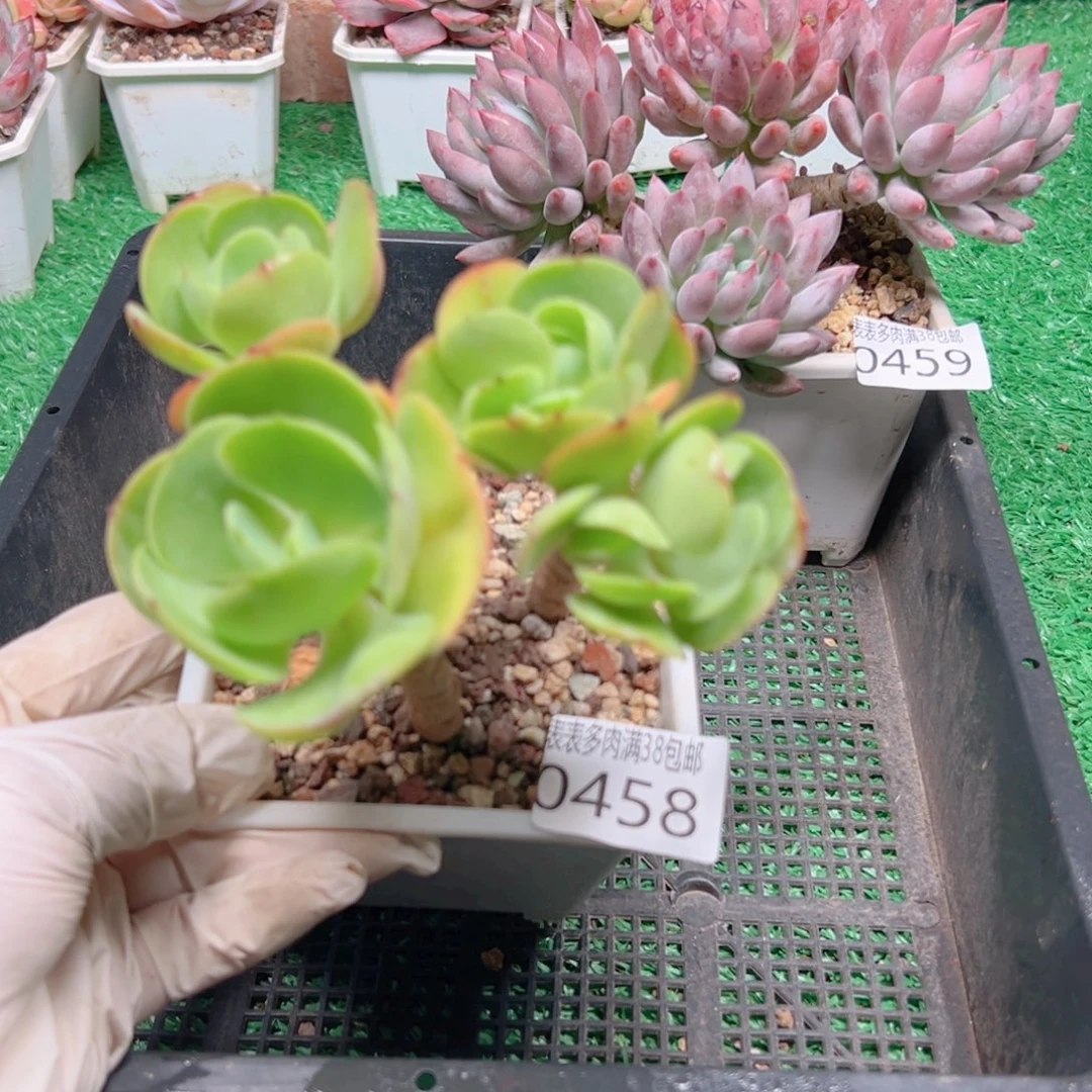 无花朵多肉一物一拍植物0458