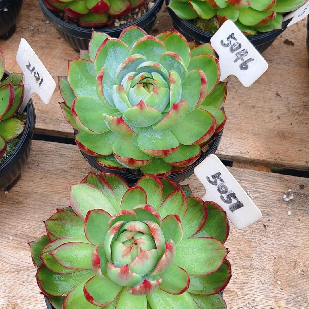 惊鸿仙子5046.5051号