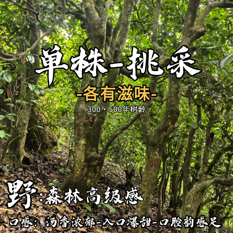 2025年（水井村单株香妃)洱生茶头春茶散茶