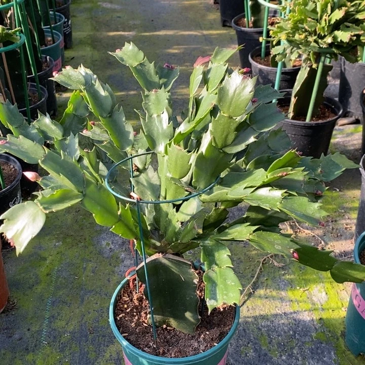 当前无花栽培后可以开花莱****园841嫁接085
