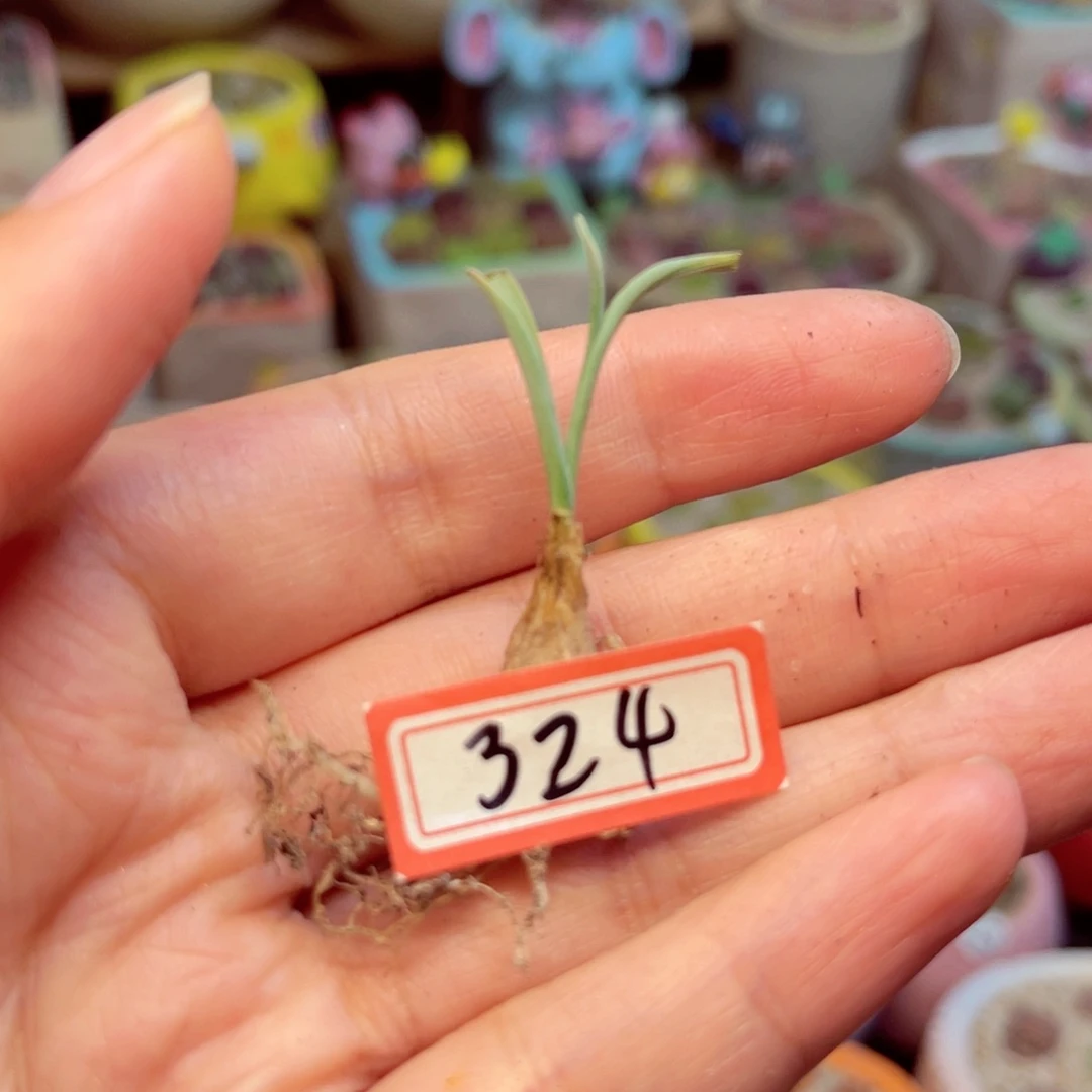 324。88888888888888888888