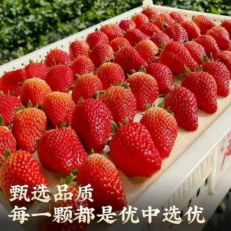 丹东九九新鲜采摘香甜饱满包邮产地直发