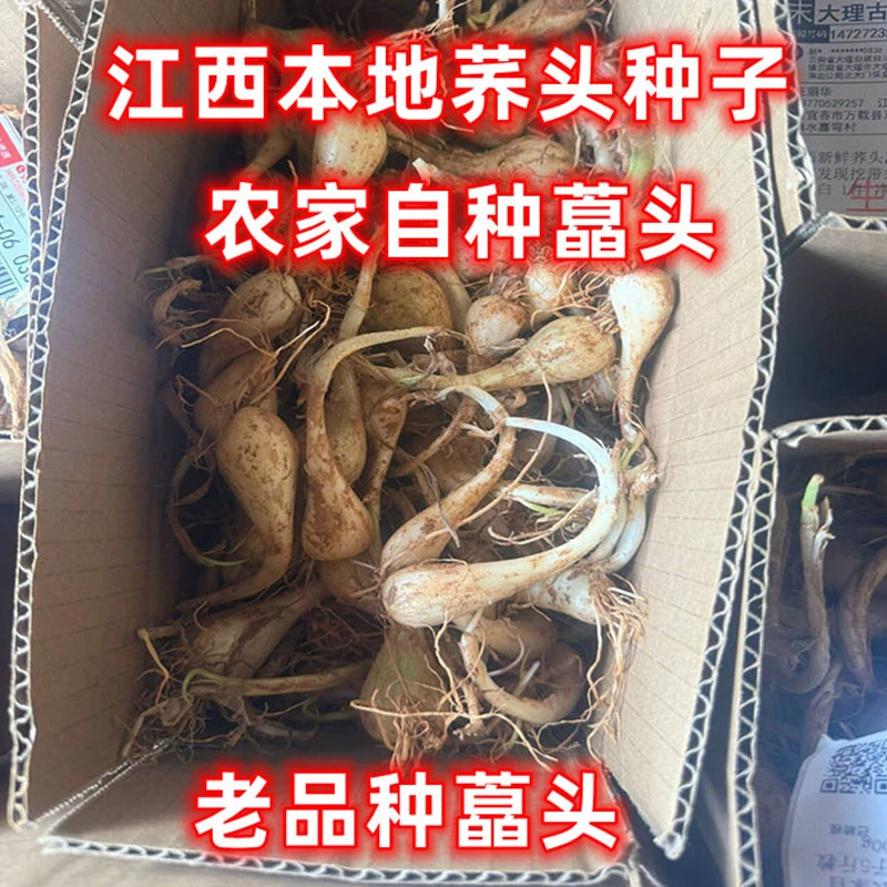 荞头种子江西本地农家现挖新鲜藠头种子茭头老品种当季时令蔬菜批