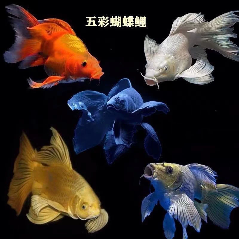 台湾蝴蝶鲤鱼球体短身普身白红黄猫直播自选颜色淡水小鱼