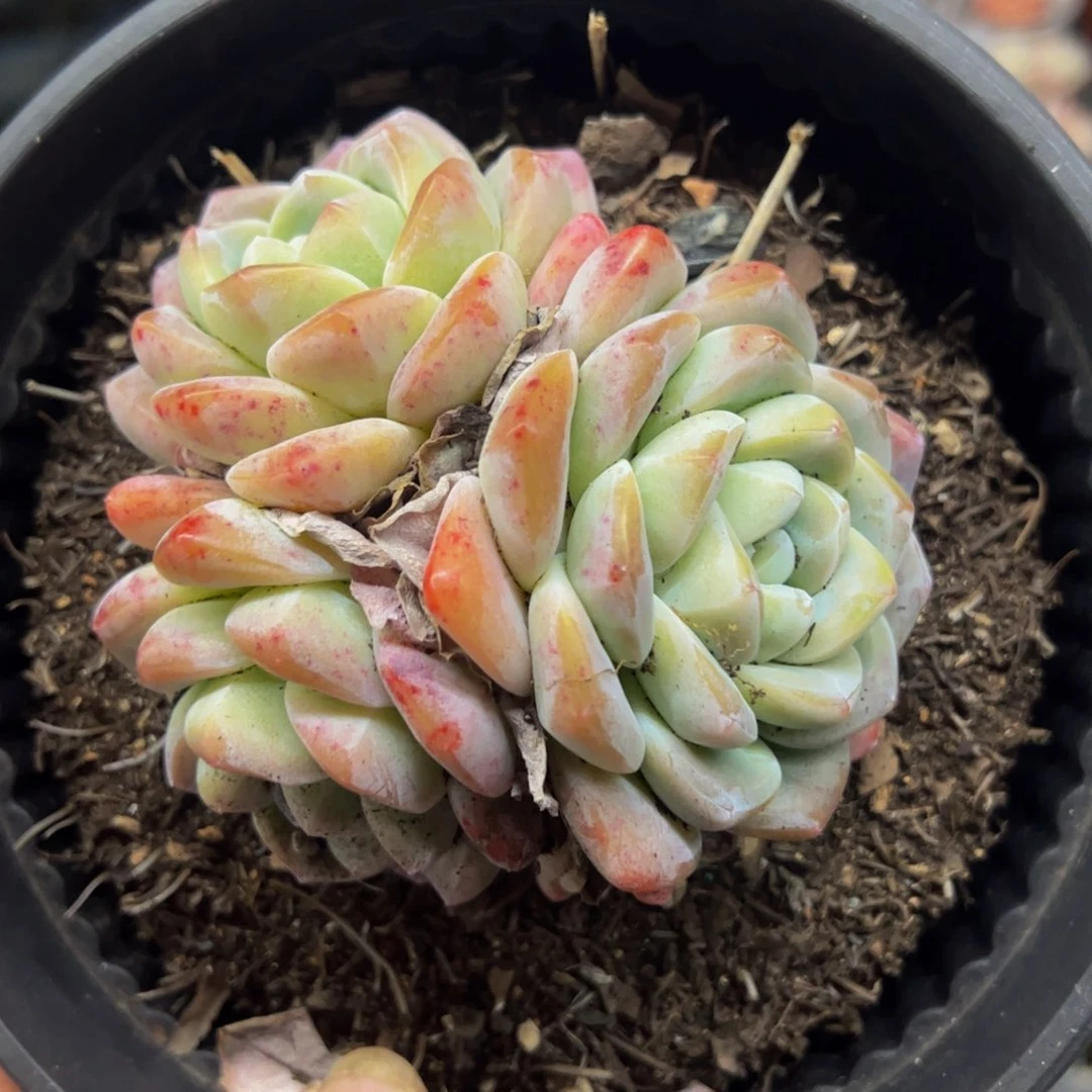 冰玉控养三头起老桩