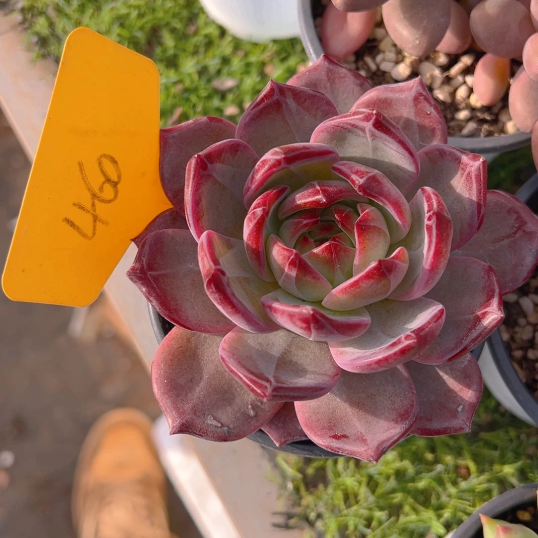 福利来了来了来了来啦