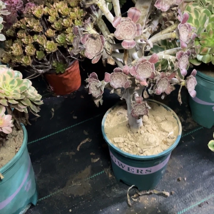 74拉丝锦多肉植物多肉