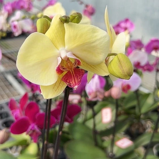 大部分花苞少量开放A044带花发无售后